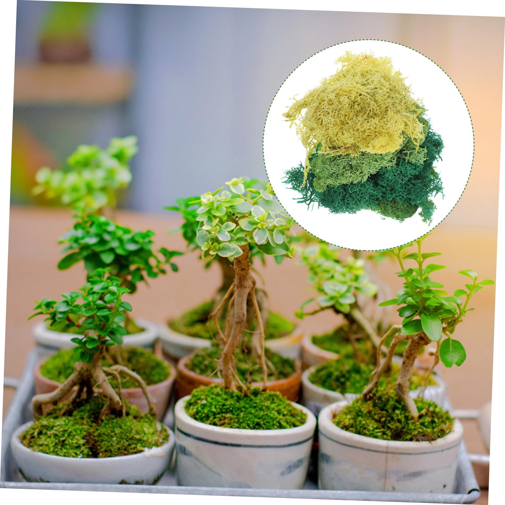 【Greenwall 450 プリザーブドフラワーアレンジメント　苔　モス】 プリザーブドフラワー #グリーンウォール【450】 花 苔 グリーン