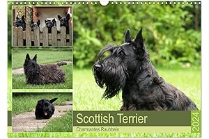 Scottish Terrier - Charmantes Rauhbein (Wall Calendar 2024 DIN A3 Landscape)