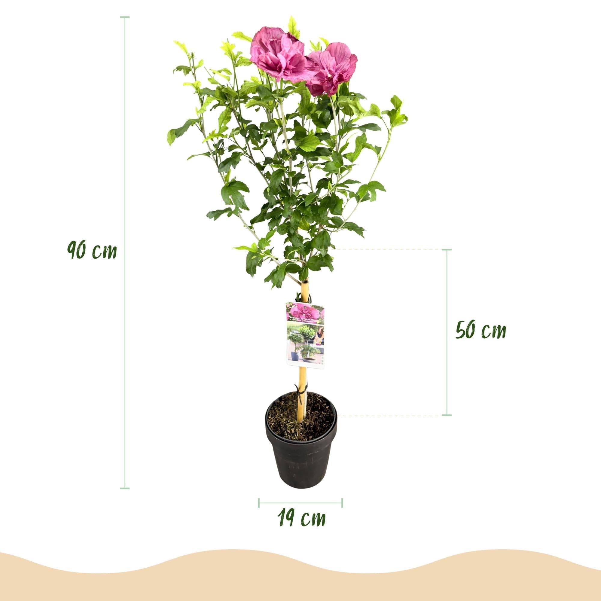 Hibiscus syriacus magenta szyfon – kwitnąca roślina łodyga z kwiatami w kolorze magenty – rzucająca liście i łatwa w pielęgnacji – doniczka Ø 19 cm – wysokość ok. 90 cm – na taras i balkon