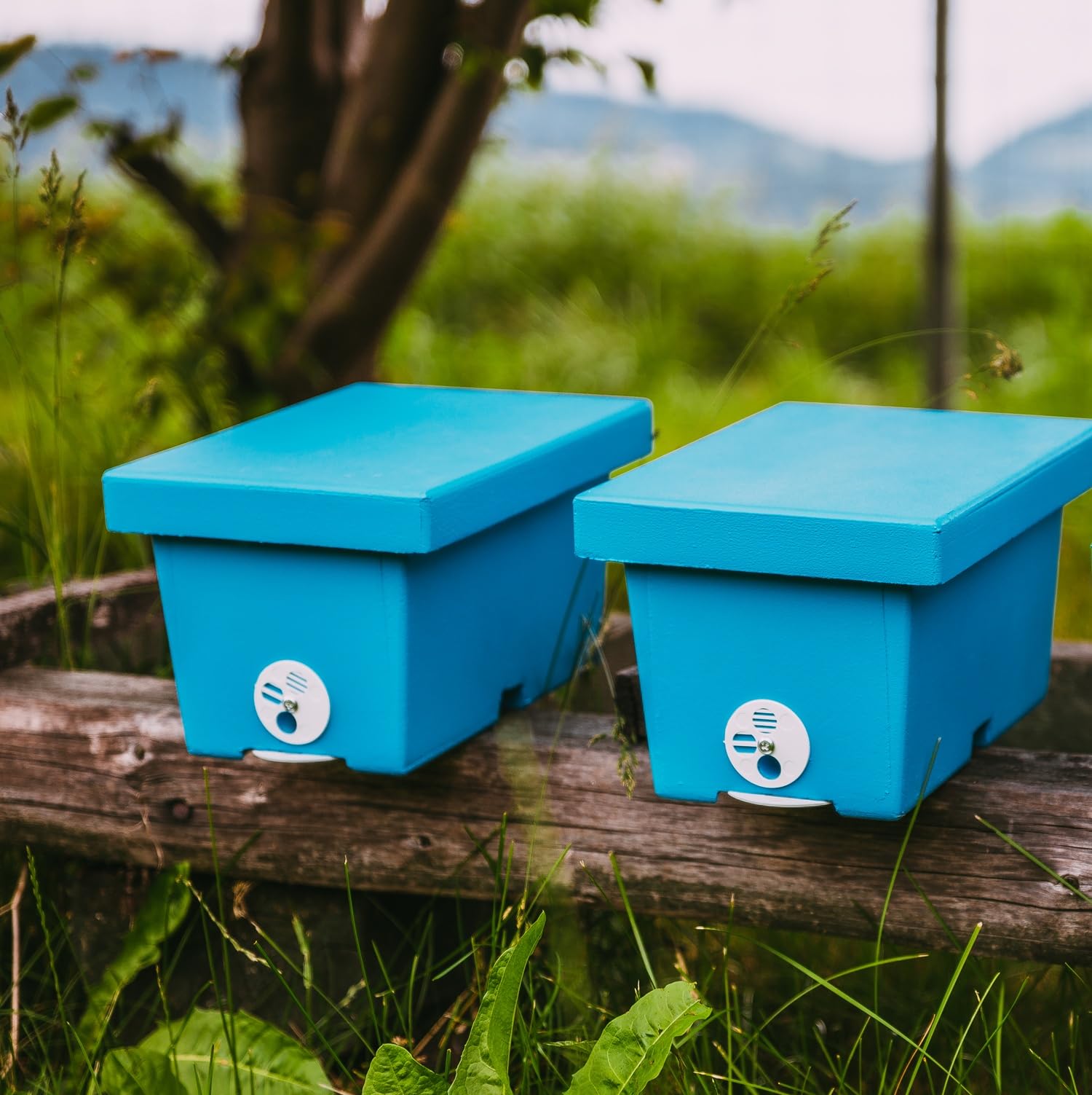 LYSON Mini ruche d'abeilles pour une famille en polystyrène peint - Règle de mariage - Accessoires d'apiculture