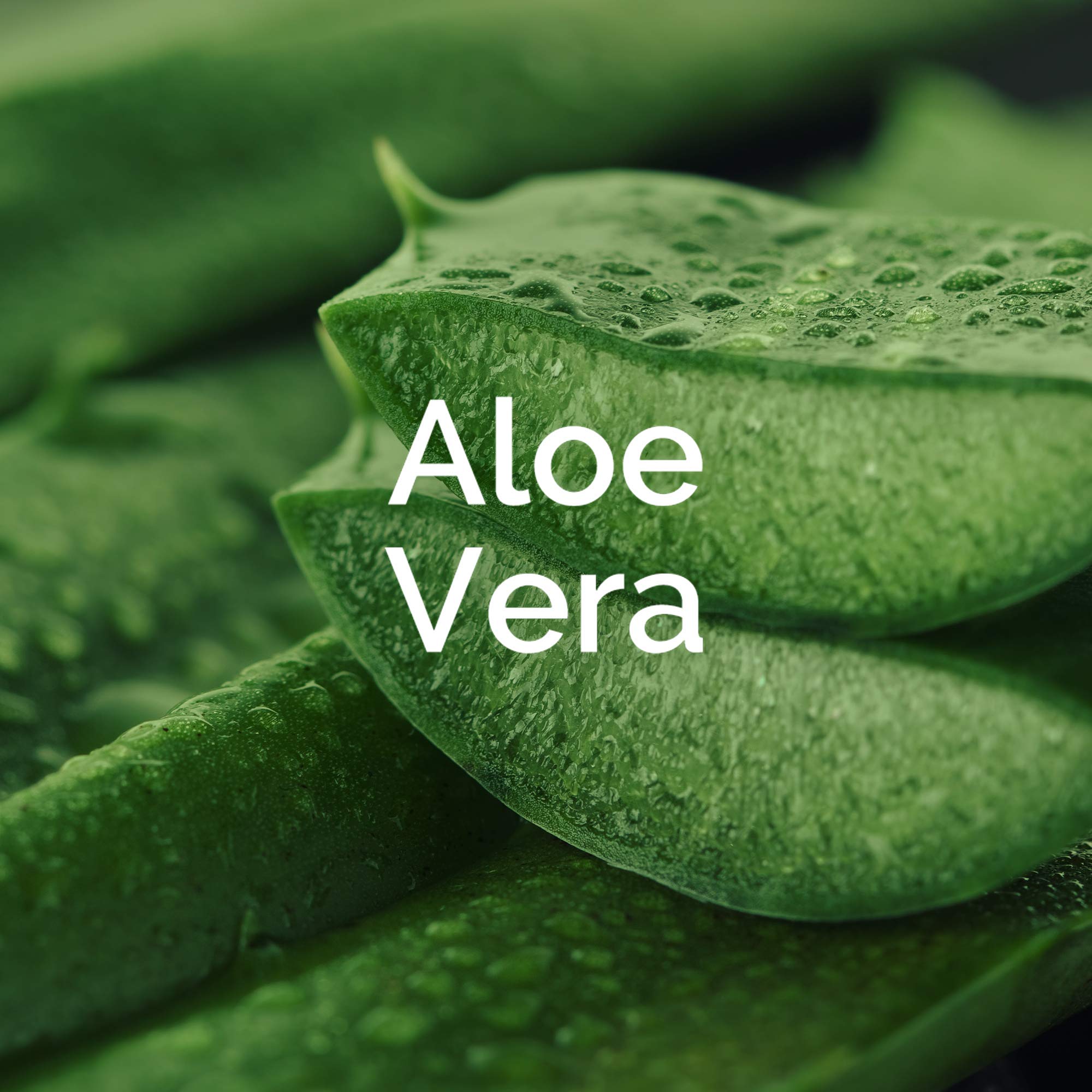 Scholl EXPERTCARE intensiv pflegende Fußmaske mit Aloe Vera – Feuchtigkeitsspendende Pflege – 6 x 1 Paar Einwegsocken