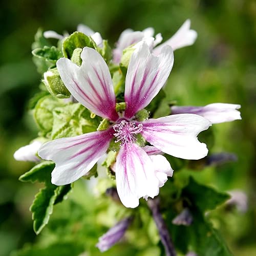 Miniatura 4 de YEGAOL Garden - Semillas de malva cebra perenne tolerante a la sequía, resistente a los conejos, atraen mariposas de bajo mantenimiento, borde Paito