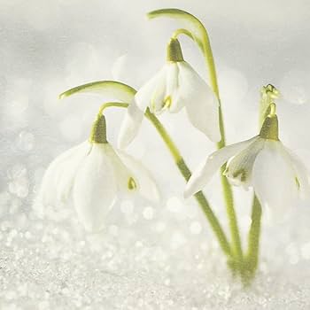 キャンバス油絵　 専用　春を告げる花スノードロップ キャンバス油絵 専用 春を告げる花スノードロップ キャンバス