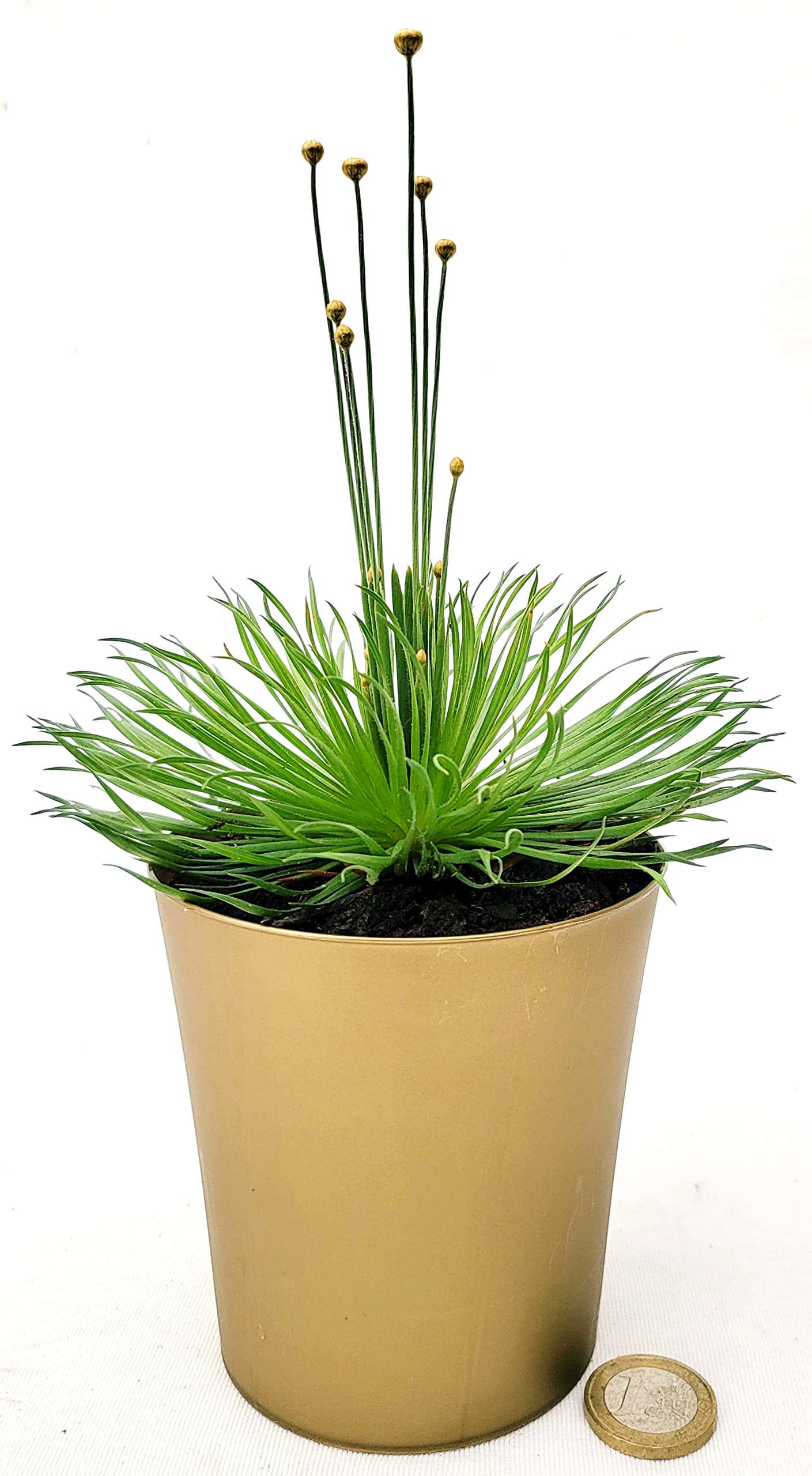 POWERS TO FLOWERS - MIKADO, SYNGONANTHUS, PLANT OF COINS, REAL PLANT :  Amazon.it: Garden