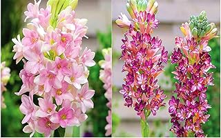 Tuberose Bulbi Primavera Fiori Fioritura Parco Decorazione per Purificare Airt Strano Fiore Forte Fiore-5 Lampadine