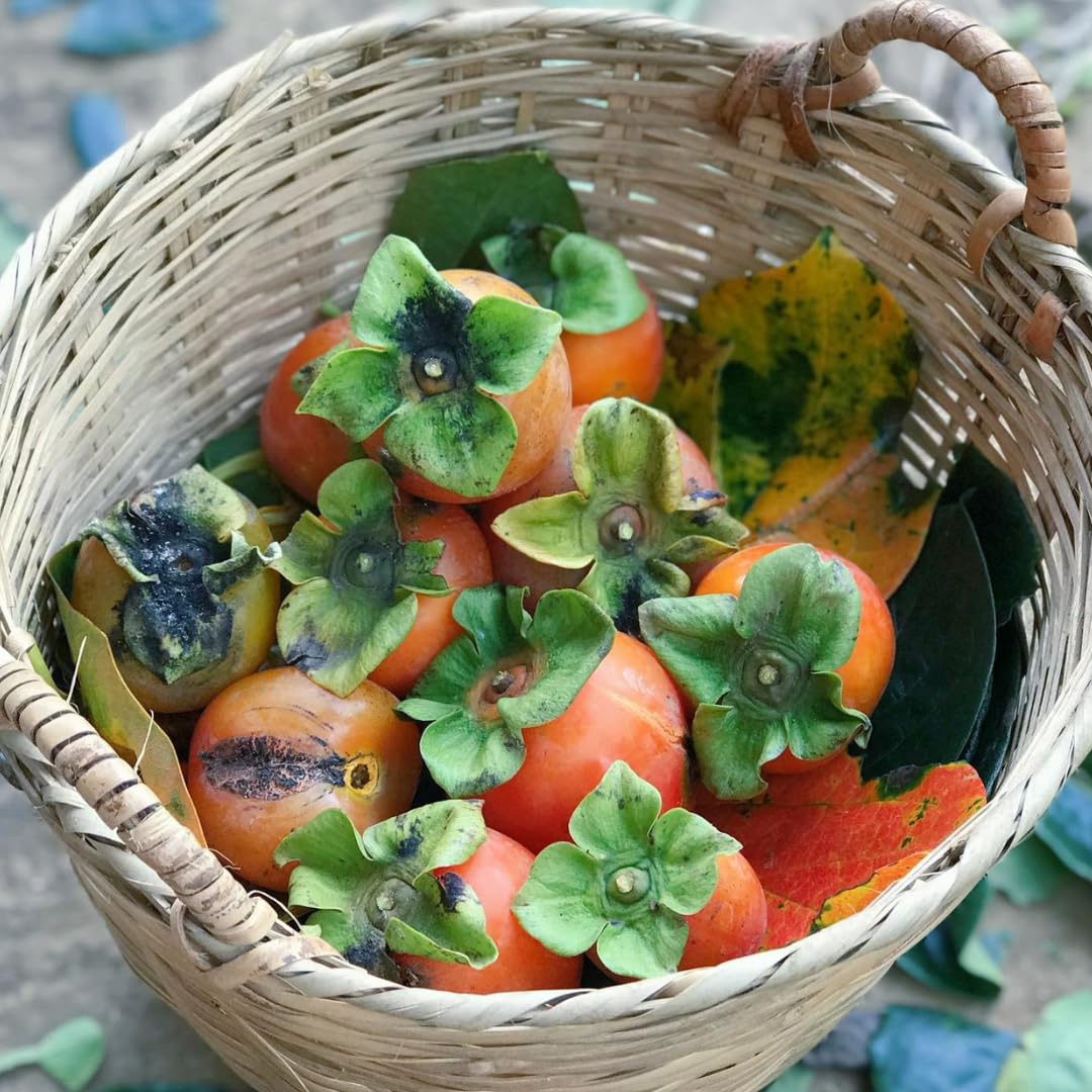 Amazon.com : 2 High Yield Persimmon Trees Live Fruit Plants