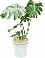 モンステラ　　観葉植物 モンステラ 樹脂製鉢植え（11VH25） 観葉植物と植木鉢の専門店