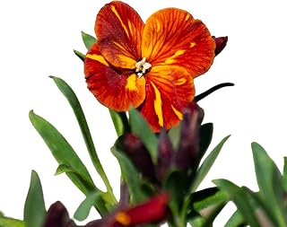 Autumn/Winter Flowering Plants - WallFlower - 'Tom Thumb' - 12 x Full Plant Pack - Garden Ready + Ready to Plant - Premium Quality Plants