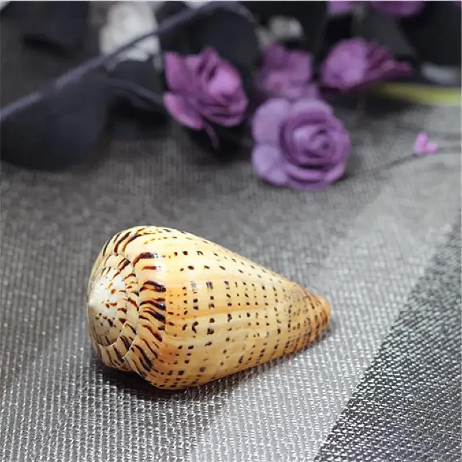 Conchiglie per decorazione, 1 pezzo, 11 x 5 cm, campioni naturali, lumaca, decorazioni per la casa Ocean Deco