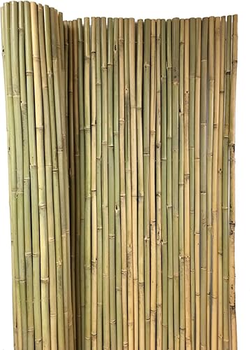 MGP Valla de bambú Tonkin