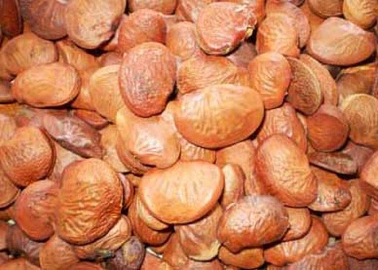 See full amazon price history chart for SRI SAI FORESTRY Pongamia Pinnata, Kanuga Seeds, Honge, Pungai Tree Seeds for Planting SRI SAI FORESTRY Pongamia Pinnata, Kanuga Seeds, Honge, Pungai Tree Seeds for Planting (B08LSPMPL6) Amazon Price History, Amazon Price Tracker