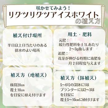 とし　球根 あずき adidas zx 8000 atmos G-snk 1 to 10. @overkillshop