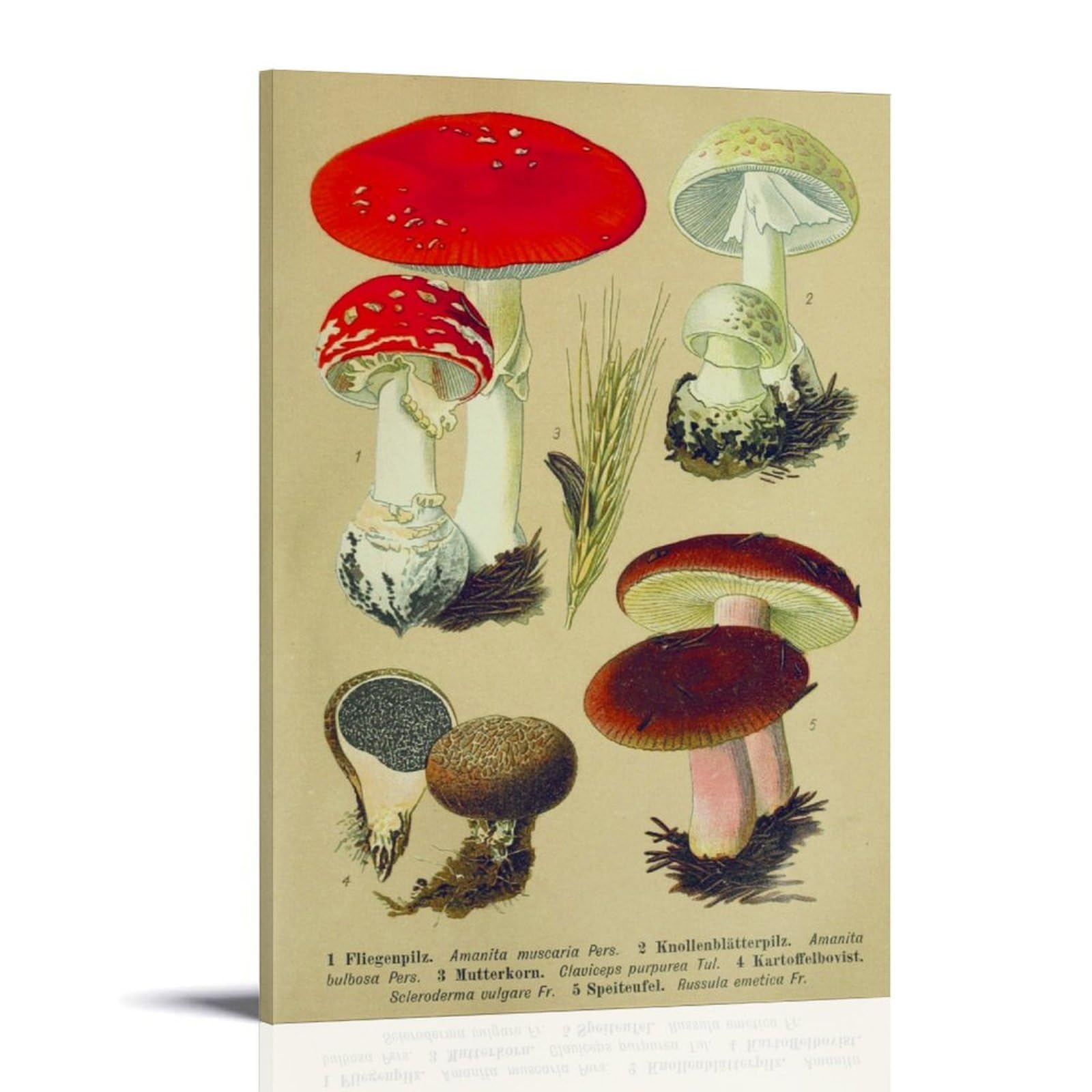 generisch Mushrooms of Central European Modern Canvas Prints, Cuadros Decorativos Para Habitaciones de Niños o Niñas, Murales para Sala de Estar Y Pinturas con Motivos Festivos24x36 Pulgadas
