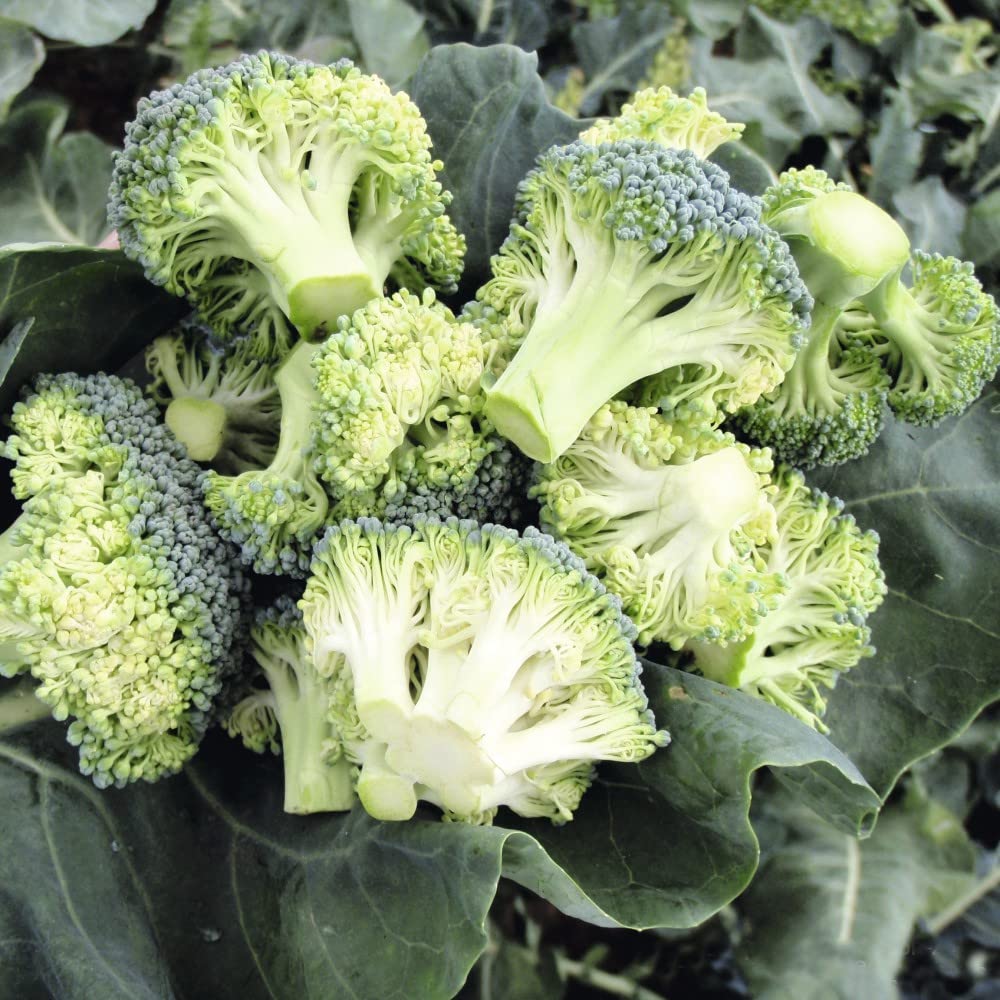 Broccoli Plants 'Stromboli' Calabrese Brassica oleracea Italica Group Hardy Biennial Easy to Grow Your Own Outdoor Garden Vegetables 12x Broccoli Plug Plants by Thompson and Morgan