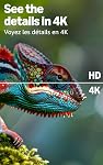 Amazon Ember 50“ 4-Series with Fire TV (newest model) with 4-Year Protection Plan