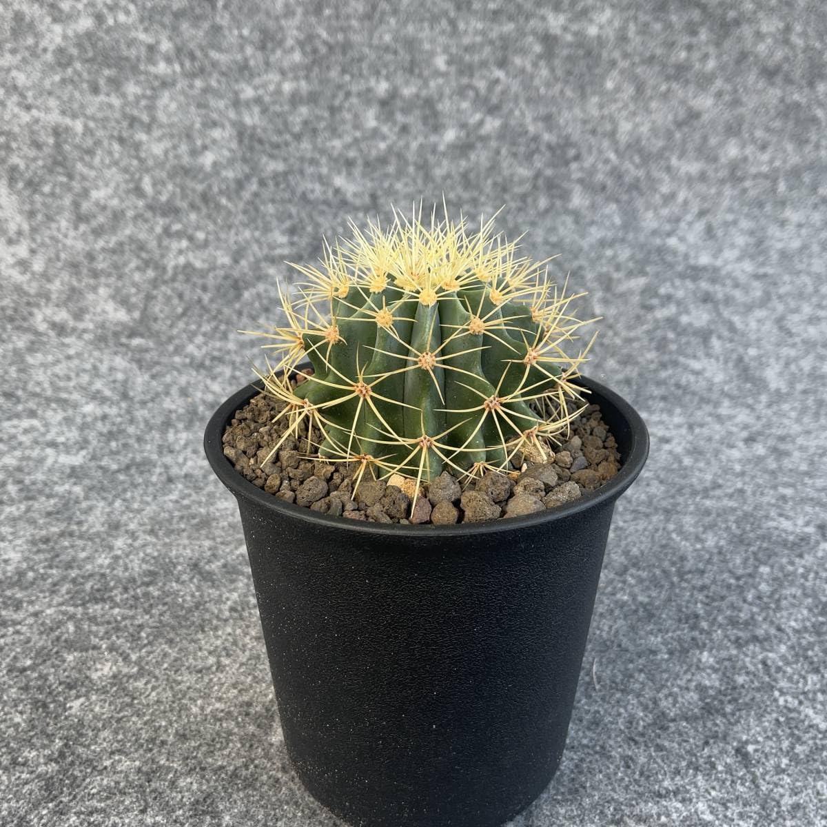 Amazon.co.jp: 鉢ごと発送サボテン 王冠竜(おうかんりゅう