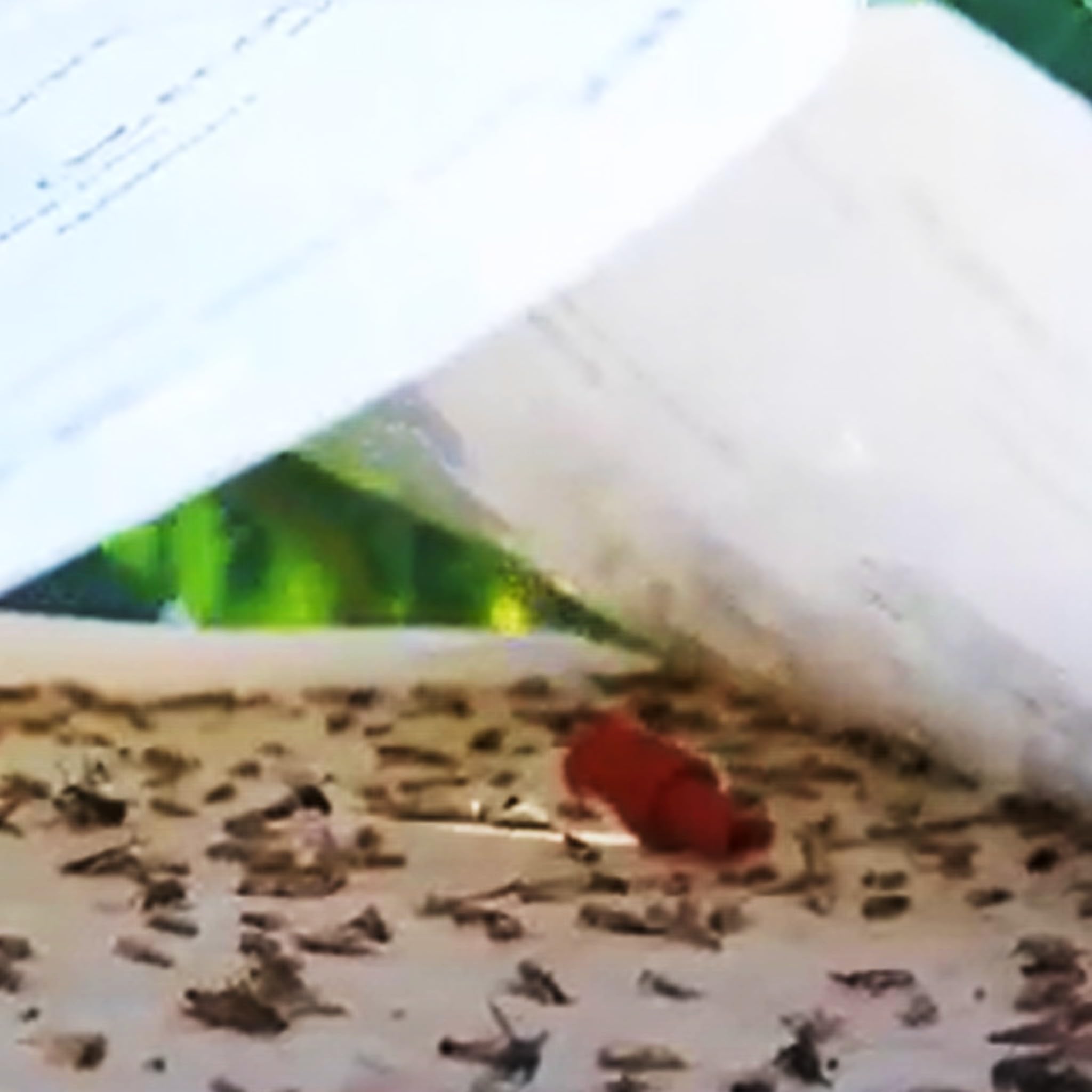 Bricoloco Set mit 2 Klebefallen mit 2 Pheromon-Diffusoren als Anti-Schädlingsbekämpfung für Obstmotte Acleris Rhombana greift Obst, Beeren, Tomaten an.