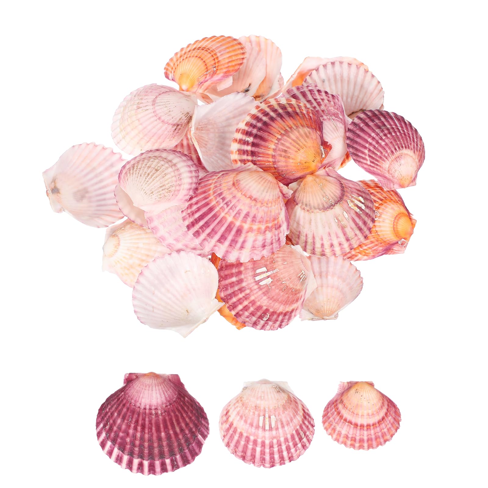 sourcing map 30Pcs Scallop Shells, 1.6"-2" Natural Sea Shells Seashell Bulk for DIY Painting Fish Tank Landscape Beach Theme Party Wedding and Home Decoration, Purple