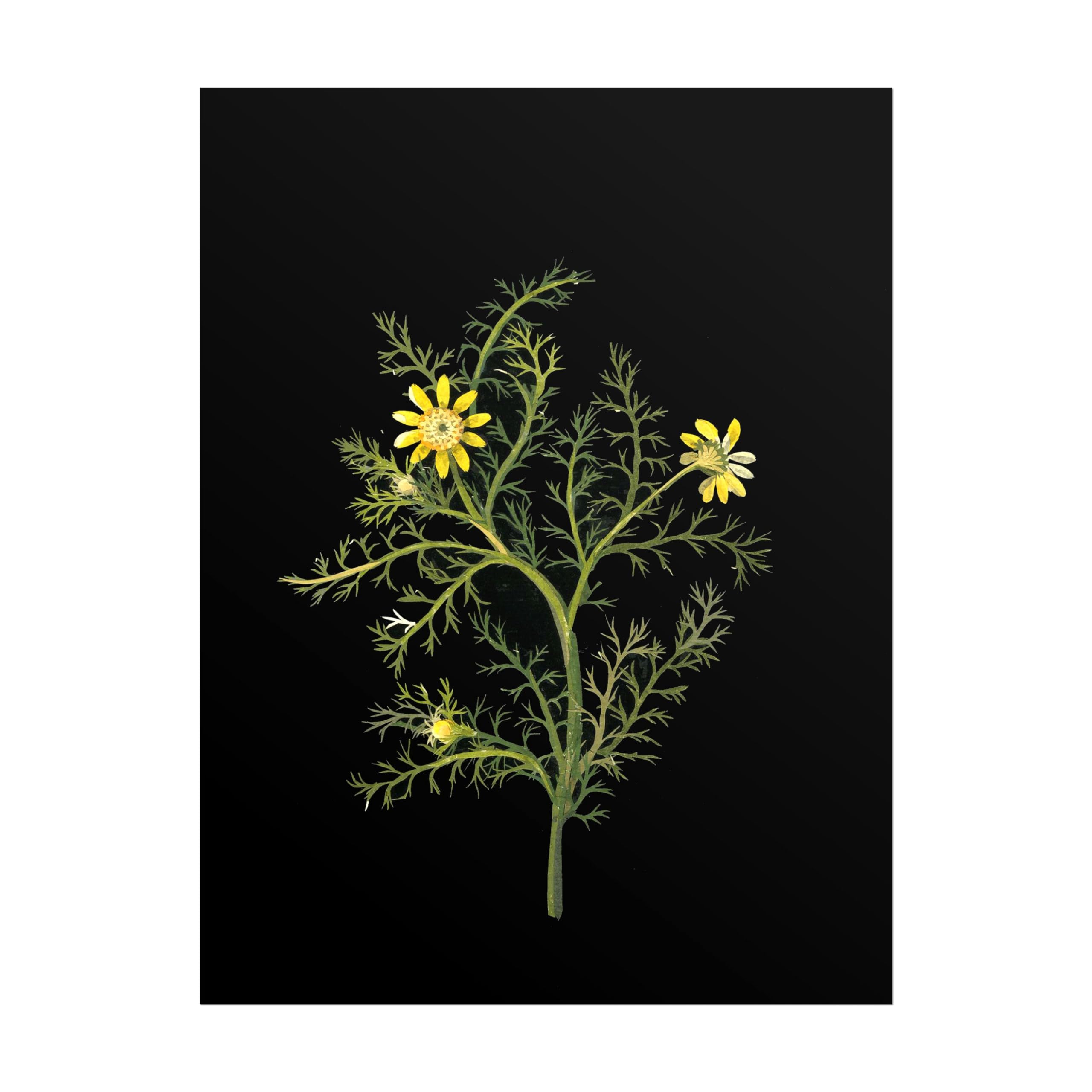 Impression Giclée Anthemis Valentina Pathos Studio qualité musée - 4
