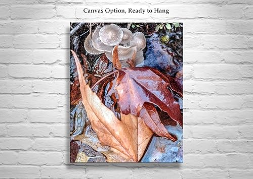 Miniatura 2 de Wild Mushrooms in Arizona Canyon Oasis as Nature Photography with Autumn Leaves