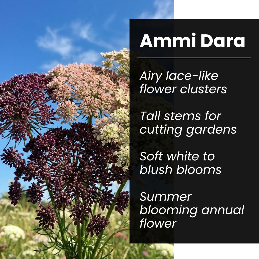 Amazon.com : Ammi Dara Flower Seeds for Planting  100 Seeds, Mixed Color  Queen Anne's Lace (Daucus carota), Tall Cut Flower Garden, Airy White and  Blush Blooms, Outdoor Cottage Garden Flower Seeds :