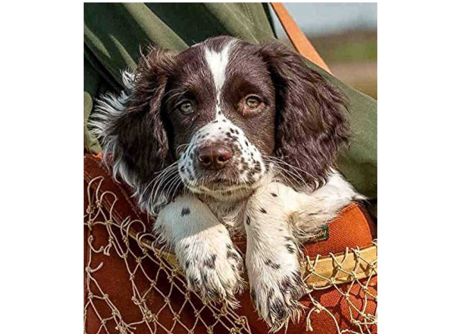 Nprzm H091 Diamond Painting,Dog Springer Spaniel Puppy,5D Diamond Art Kits For Adults,Mosaic Crystal Craft Kits For Home Wall Decor 40X40cm