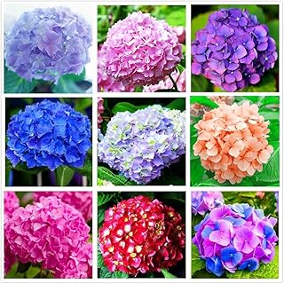 Hydrangea Mix 10+ Seeds Flowers Planting for Outdoor Indoor