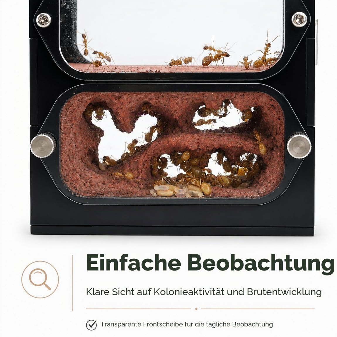 Ameisenfarm im Honigtopf mit Wassertank innen, Lebensraum aus Acryl für kleine Ameisenkolonien, 9,5 x 10,5 x 3,0 cm