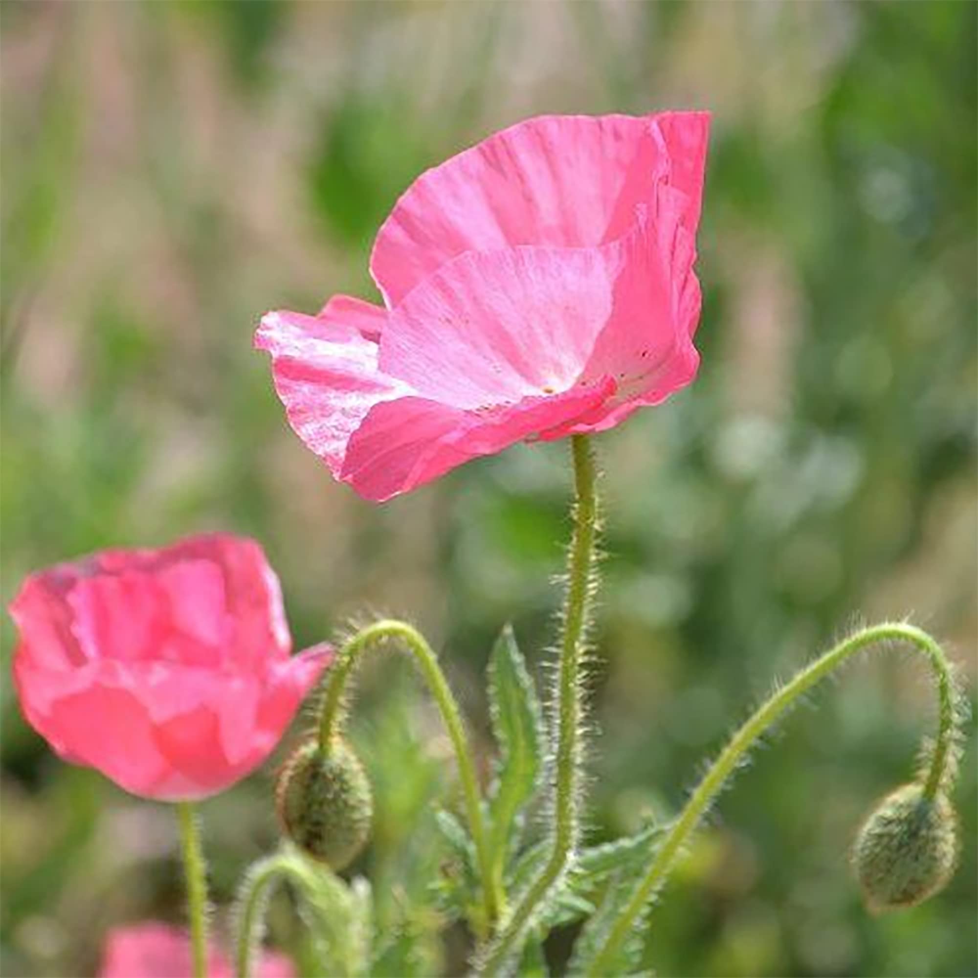 Burbujas Brillantes De Amapola Venta Al Por Mayor Adorable Amapola