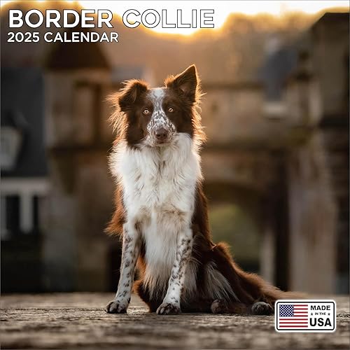 2025 Border Collie Calendar - Dog Breed Wall Calendar - 12 x 24 Open - Thick No-Bleed Paper - 14 Month Planner Calendar Organizing & Planning