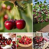 30+Cherry Seeds for Planting