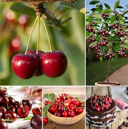 30+Cherry Seeds For Planting #TOP4