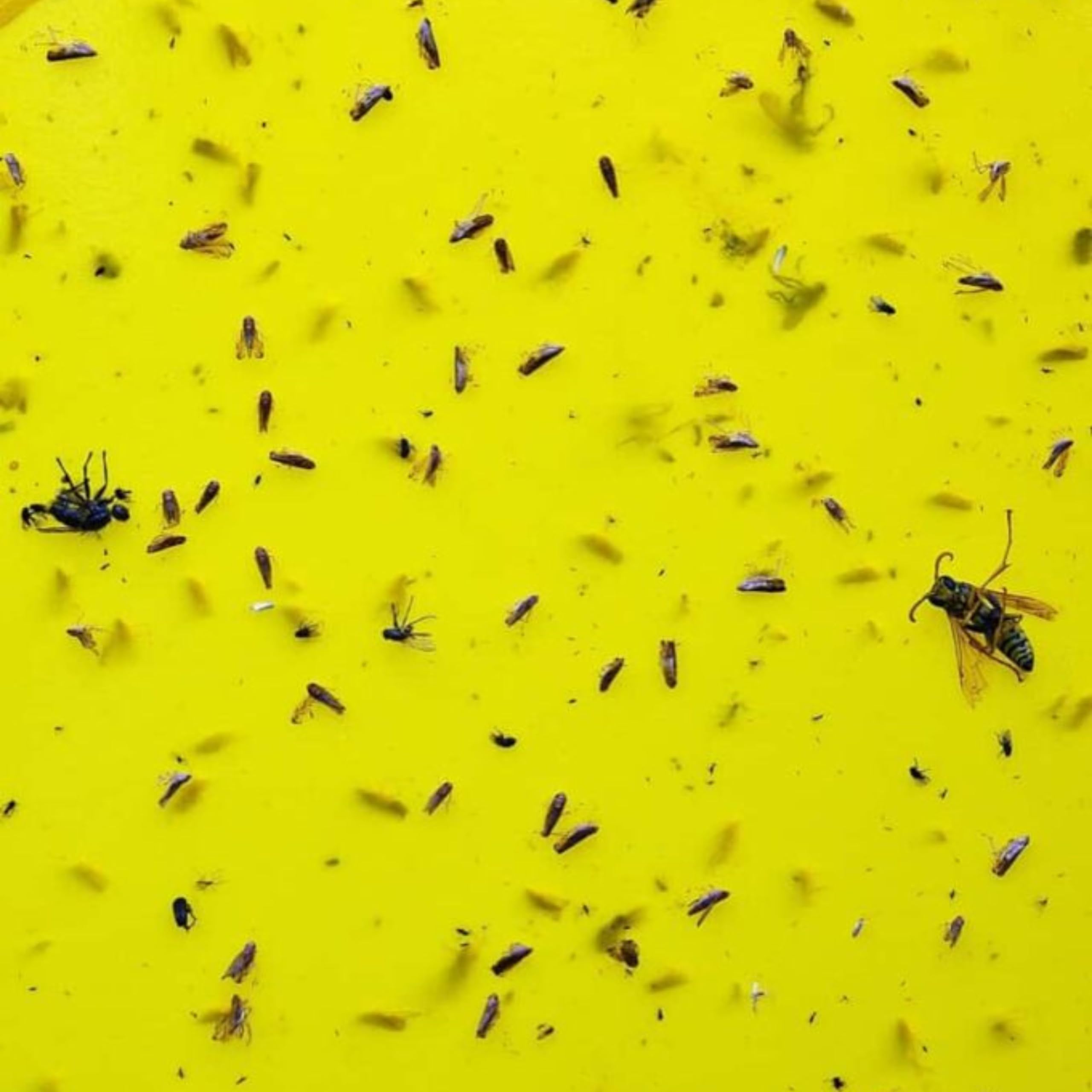 See full amazon price history chart for Gardening Grow Non Toxic and Chemical Free Fly Trap Insect Catcher Sticky Trap Pads for Insects, Whiteflies, Aphids, Leaf Minor, Thriphs (Yellow) | 5 Pieces Gardening Grow Non Toxic and Chemical Free Fly Trap Insect Catcher Sticky Trap Pads for Insects, Whiteflies, Aphids, Leaf Minor, Thriphs (Yellow) | 5 Pieces (B0CVGYTZB3) Amazon Price History, Amazon Price Tracker