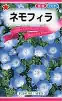 ねもふぃらページ 📷 13rd April 2023 360 degree video of the Nemophila flower