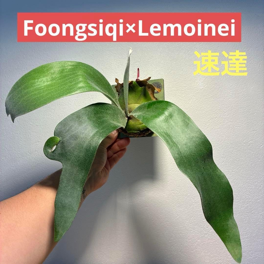 フーンシキxレモイネイ ミックススポア Platycerium Foong siqi +