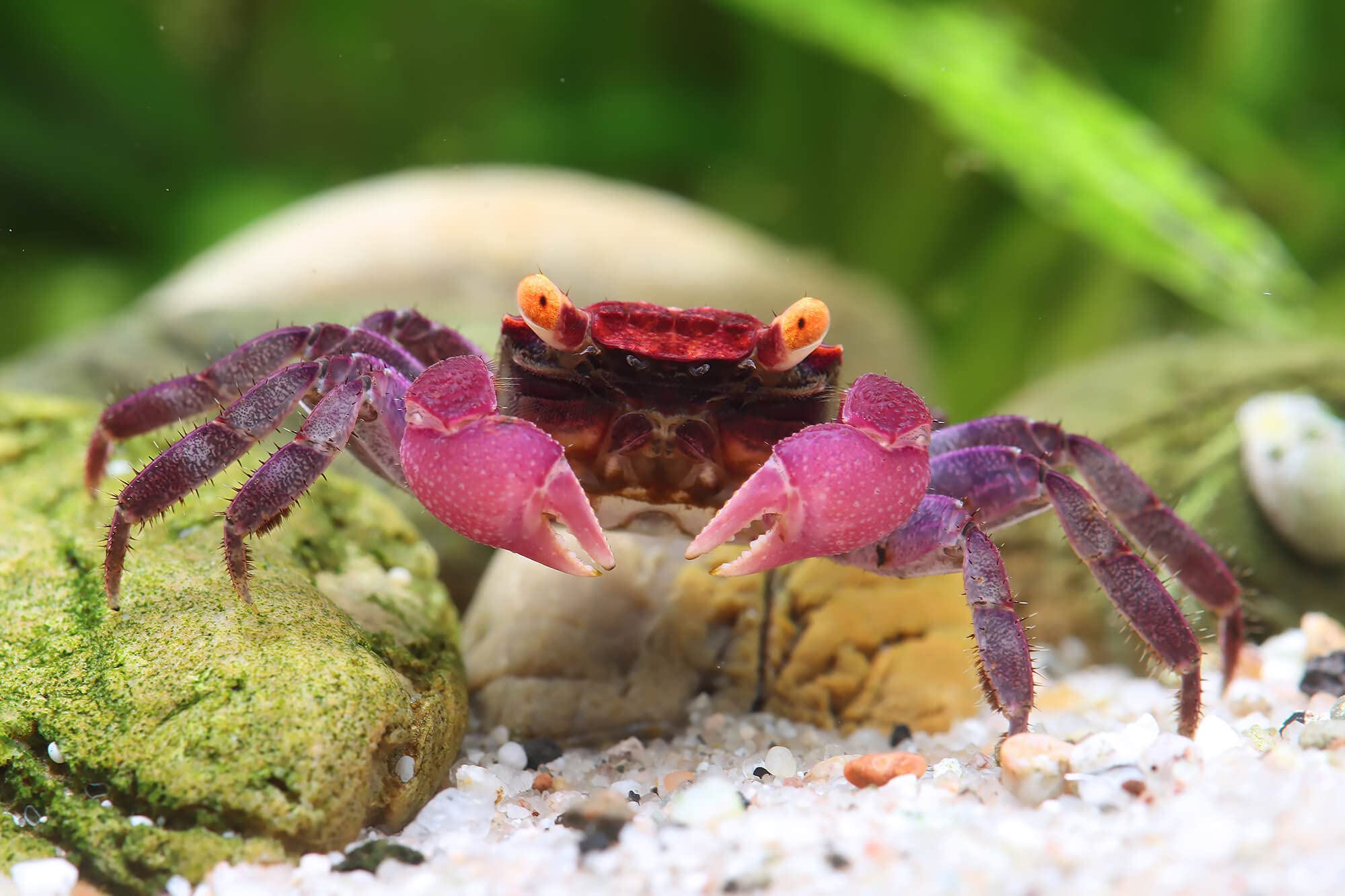 NatureHolic - Vampirkrabbe 'Vampir Ultra Purple Arm' für artgerechte Haltung im Feuchtterrarium - 5 Stück