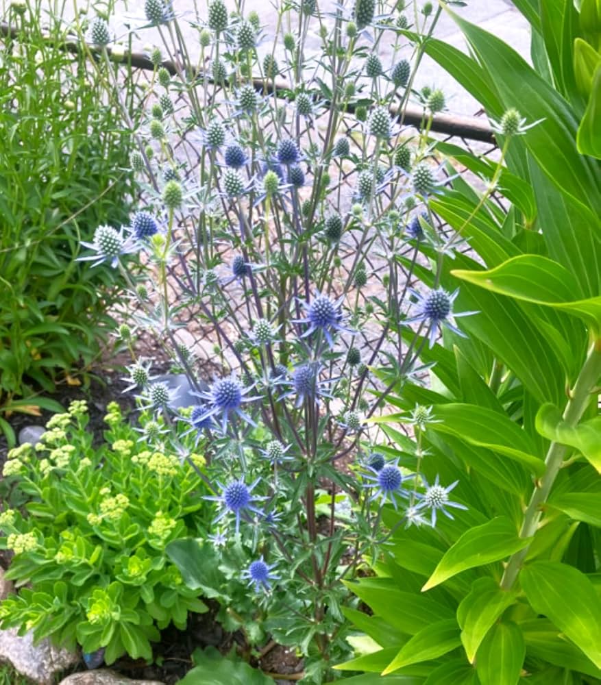eRiNGo　0710 Amazon.com : Outsidepride Silver Blue Sea Holly Seeds for