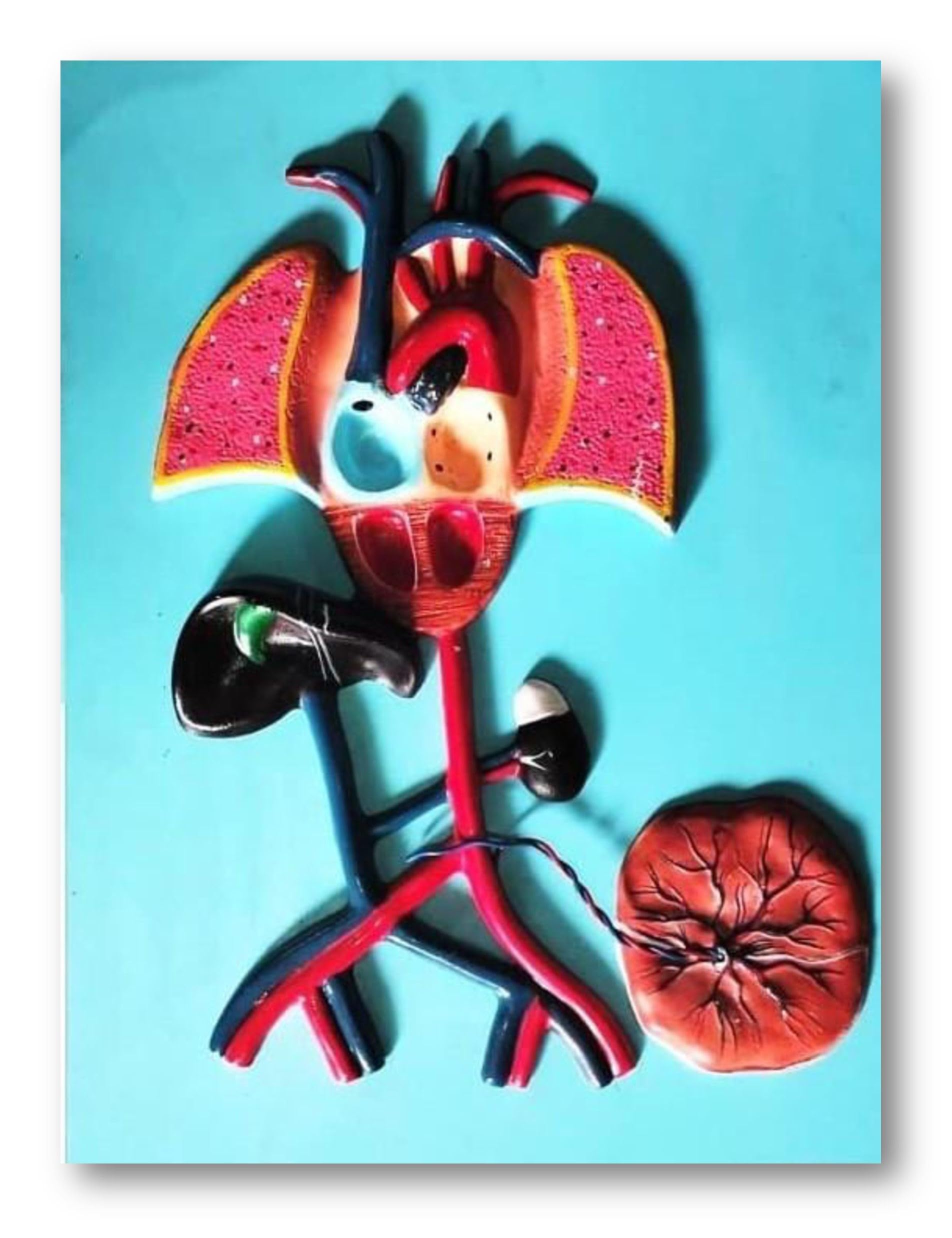 Fetal Circulation Model