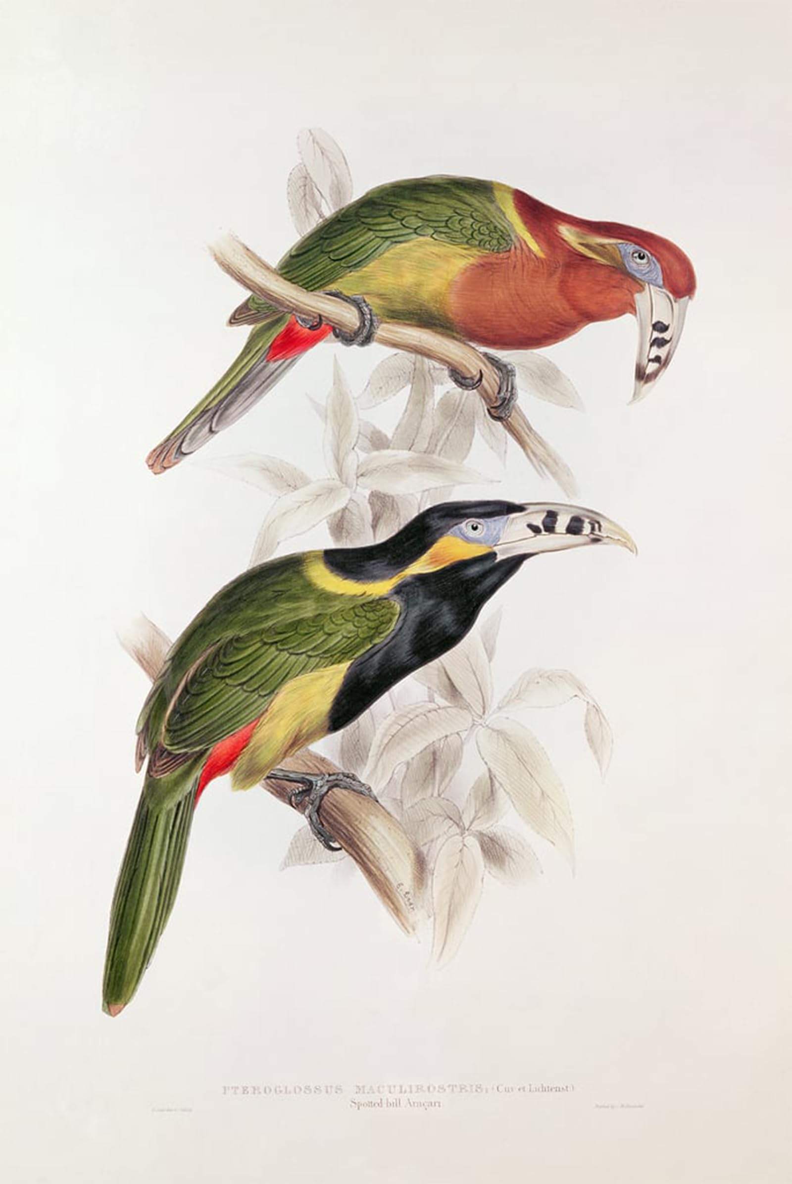 ARTXLXXBN Famous Painting Canvas Artwork Graffiti Print Spotted Bill Aracari by Edward Leaars Portrait Canvas Image for Home Decor 60x90cm