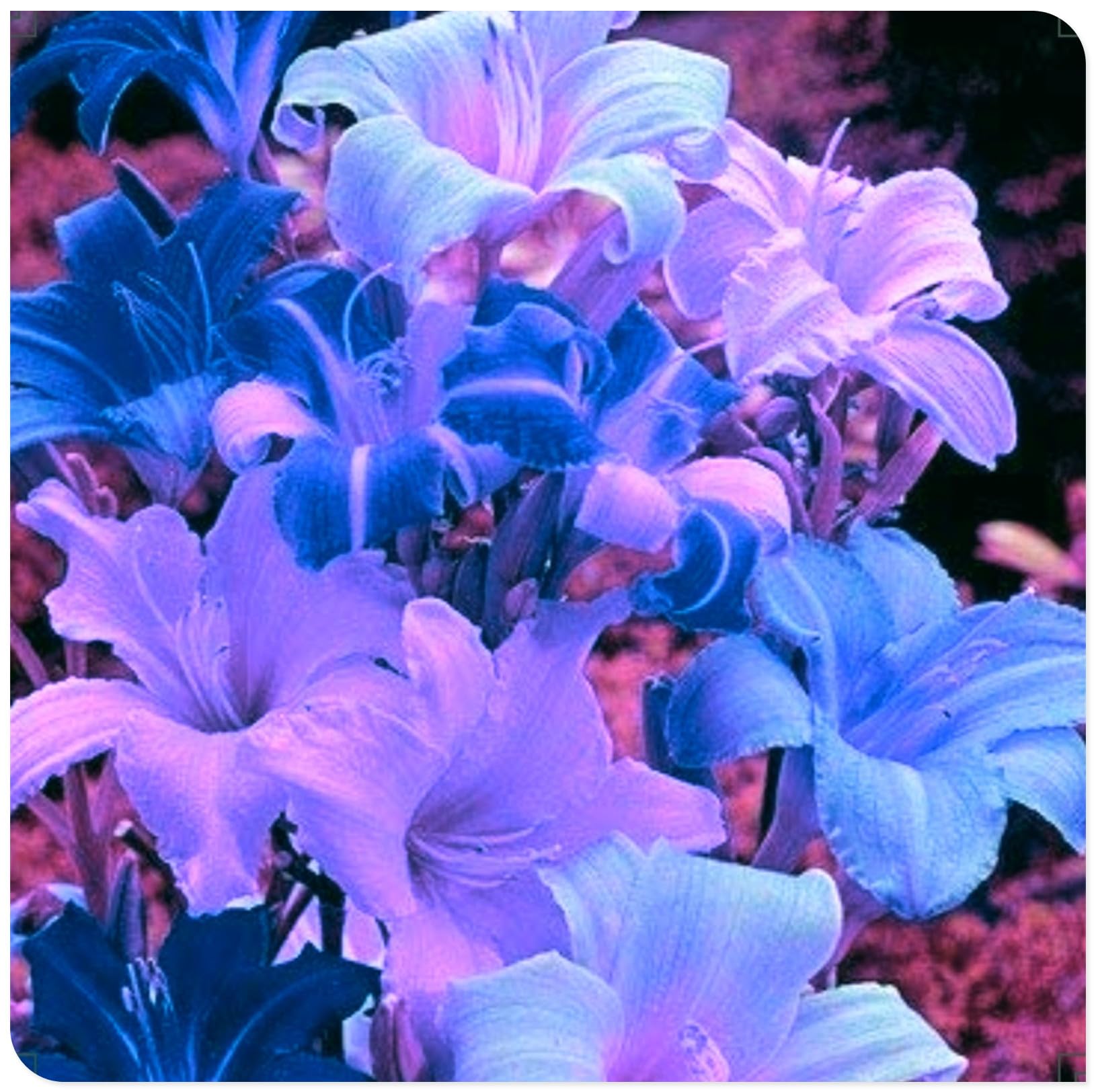 Daylily/Crop for Planting Now UK/Strong Plants That Grow Well/Mix Golden Jade Carving Feels -3bulbs-J