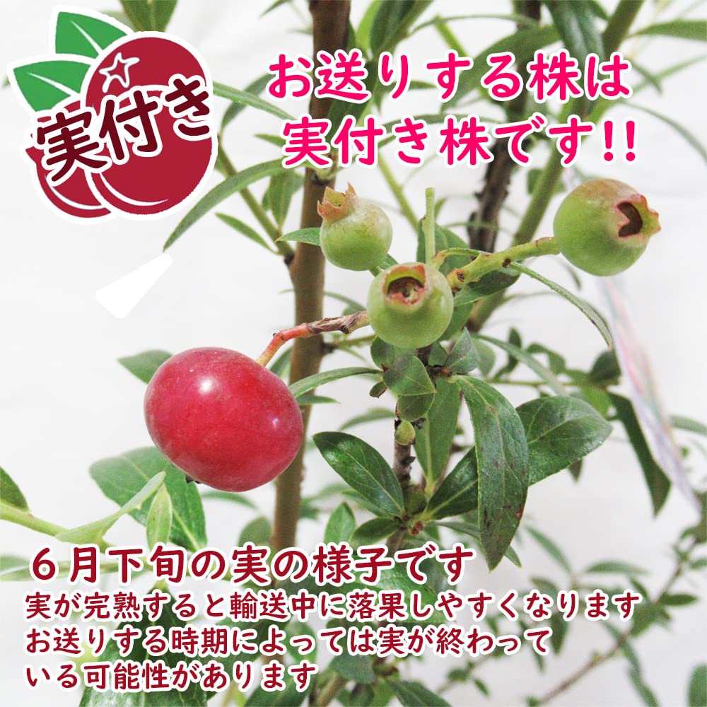 Amazon.co.jp: 【 実つき 】 ピンク色のブルーベリー 「 ピンク