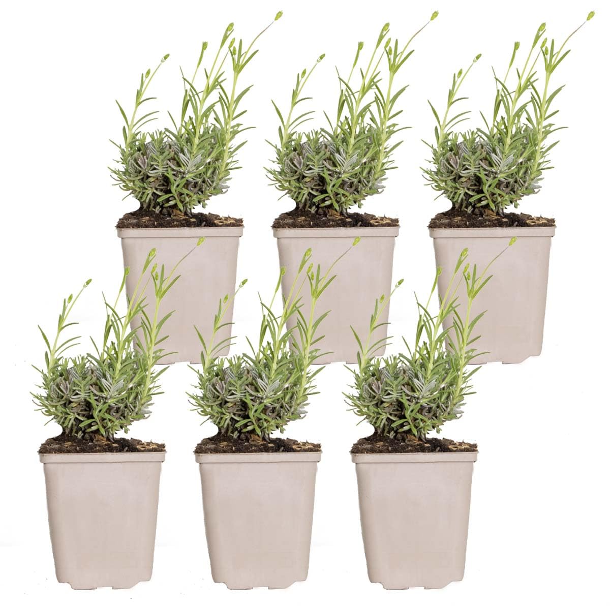 Bloomique - Set di 6 - Lavandula angustifolia ‘Hidcote’ - Lavanda vera - Pianta di lavanda - Resistente al freddo - Altezza 10-20 cm - Vaso 9x9 cm