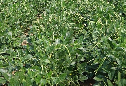 Miniatura 2 de Semillas de guisante blanco Acre - Consigue el pan de maíz listo - Esta es una de las mejores (25 - semillas)