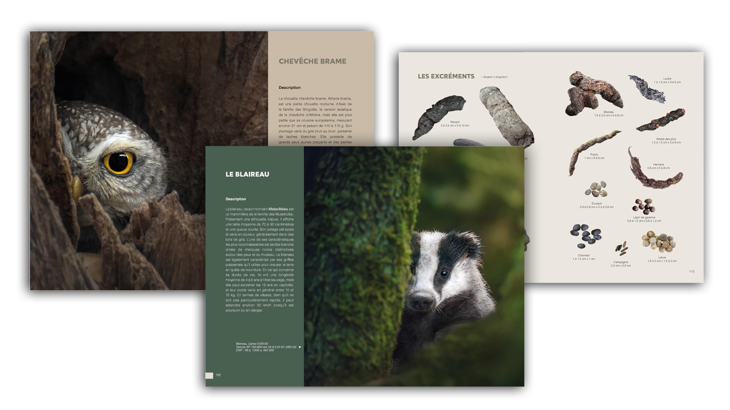 L'art de la photo animalière: Guide technique et astuces