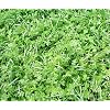 Bobby-Seed soil restoration seed first green fast green.
