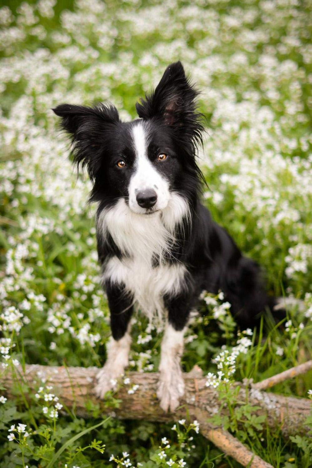 ERUZO DIY 5D Diamond Painting Kit Border Collie Dog Animal Diamond Painting Painting Rhinestone Embroidery Craft for Home Wall Decoration 30x40CM