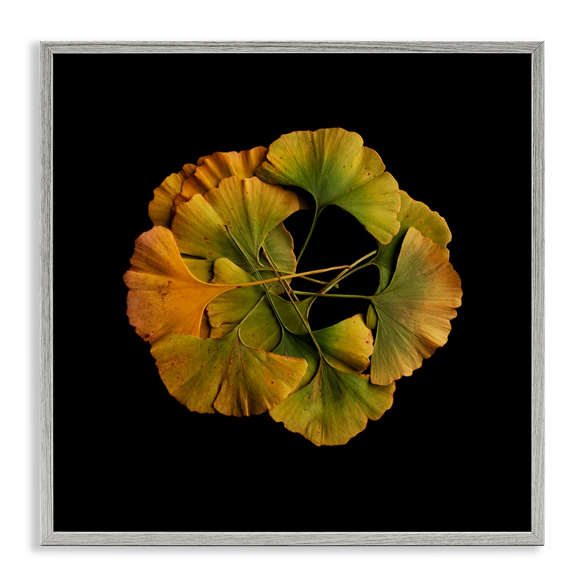 Stupell Industries 'Overlapping Ginkgo Leaves', Framed Giclee Art, Gray, 24 x 24 Inches, Easy to Hang and Sturdy, Made in USA, by Beth Adoette
