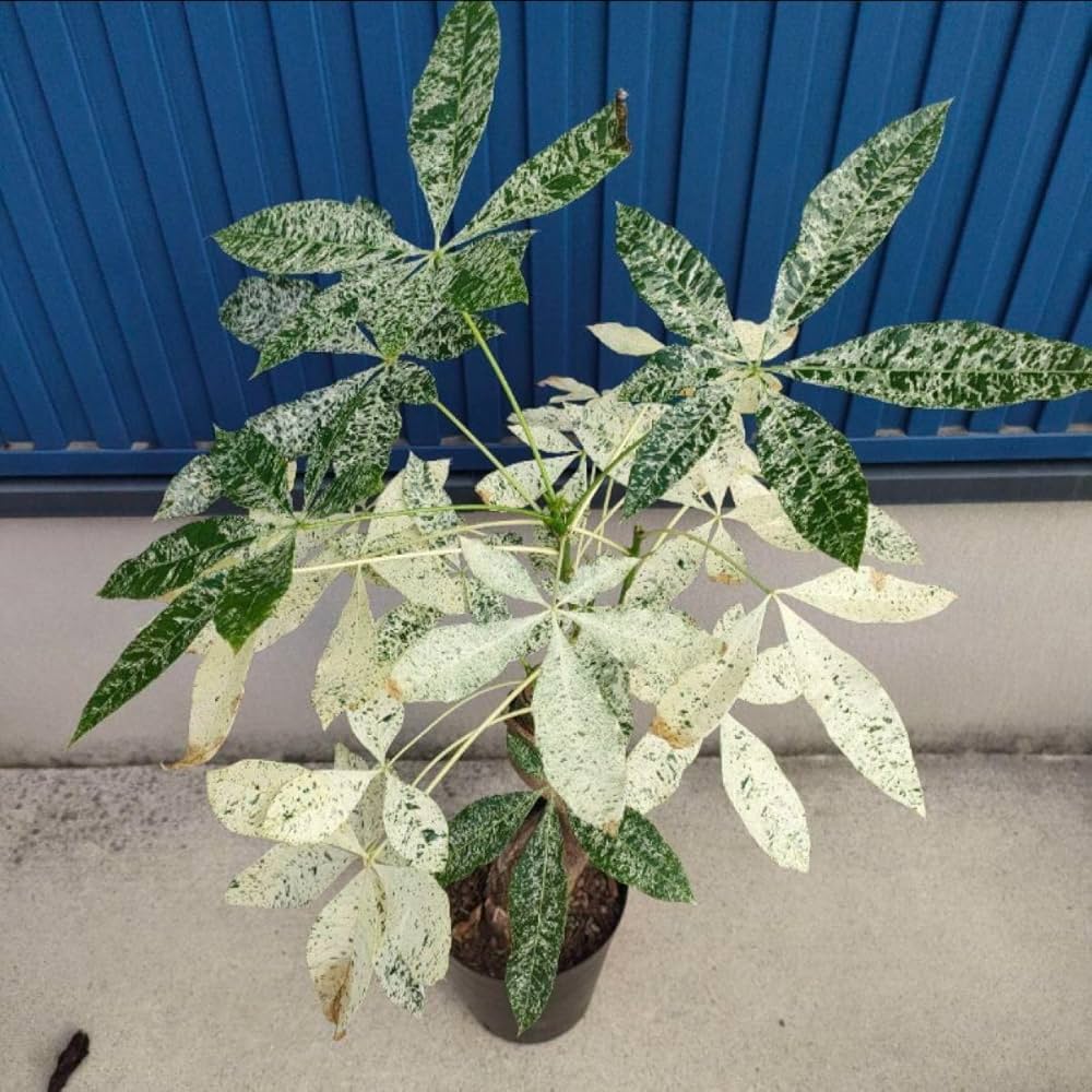 Amazon|観葉植物パキラ ミルキーウェイ □ 斑入 □ インテリア Amazon|観葉植物パキラ ミルキーウェイ □ 斑入 □ インテリア