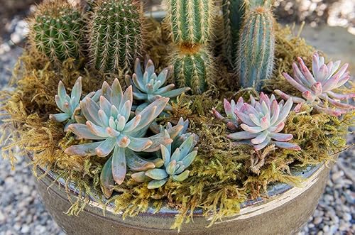 Miniatura 2 de SuperMoss. Musgo de bosque conservado.