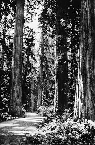 Póster C1900 de California Redwoods Namong The Giant Redwoods on the Oregon Coast Highway California fotografiado por (18 x 24) Póster C1900 de California Redwoods Namong The Giant Redwoods on the Oregon Coast Highway California fotografiado por (18 x 24)